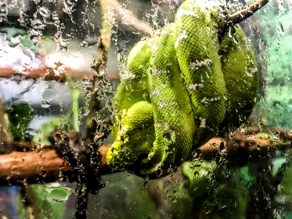 Hiding in the&nbsp;mist…