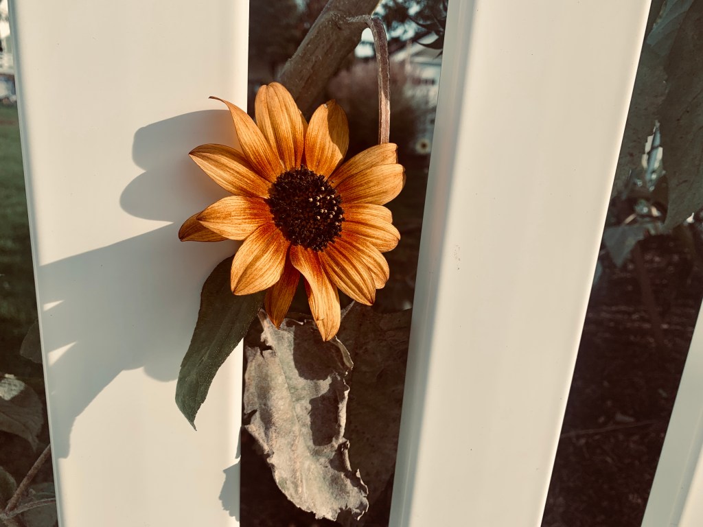 Retro Sunflower