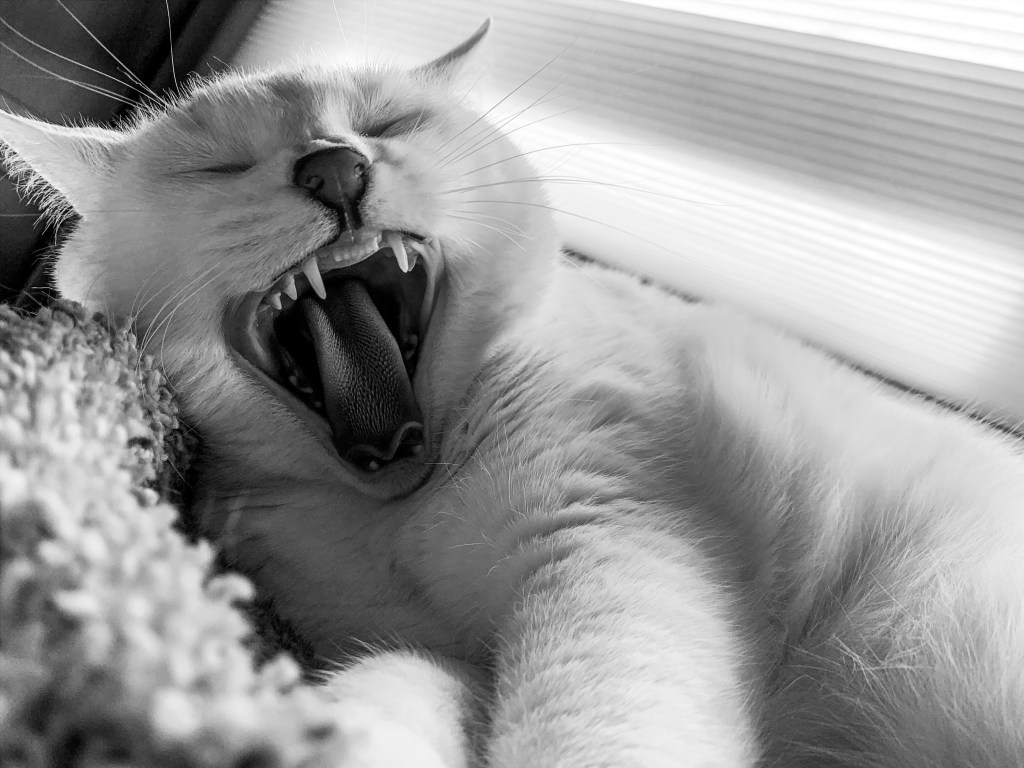 ROAR!….well more like YAWN.