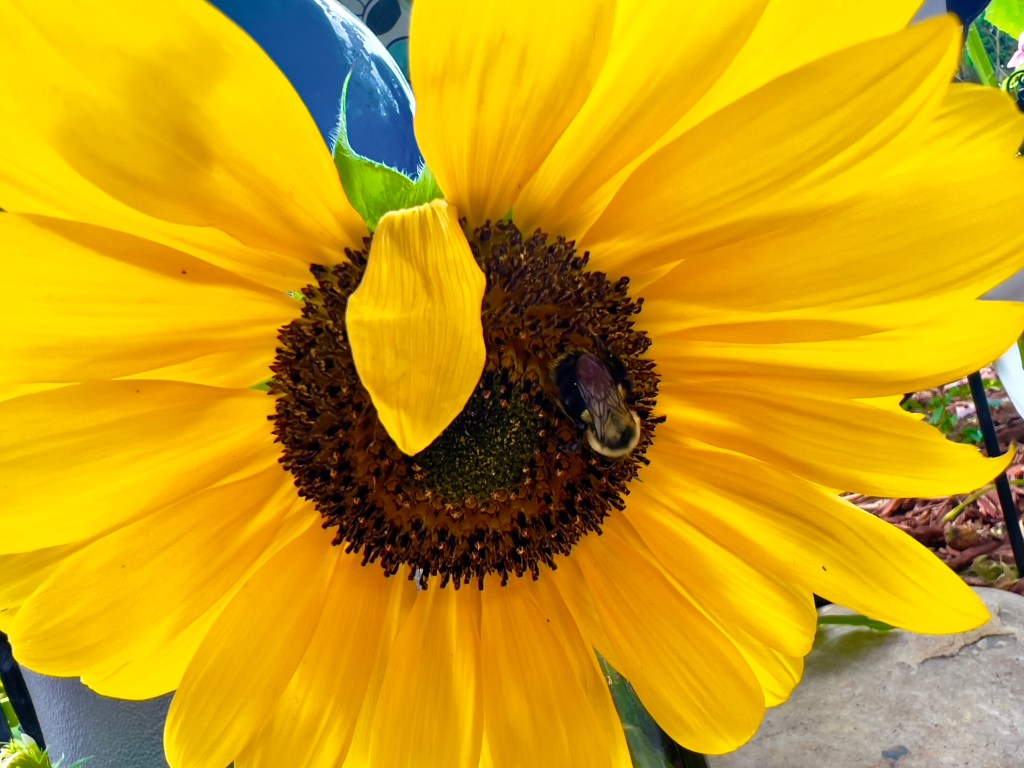 Just a bee doing bee&nbsp;things.