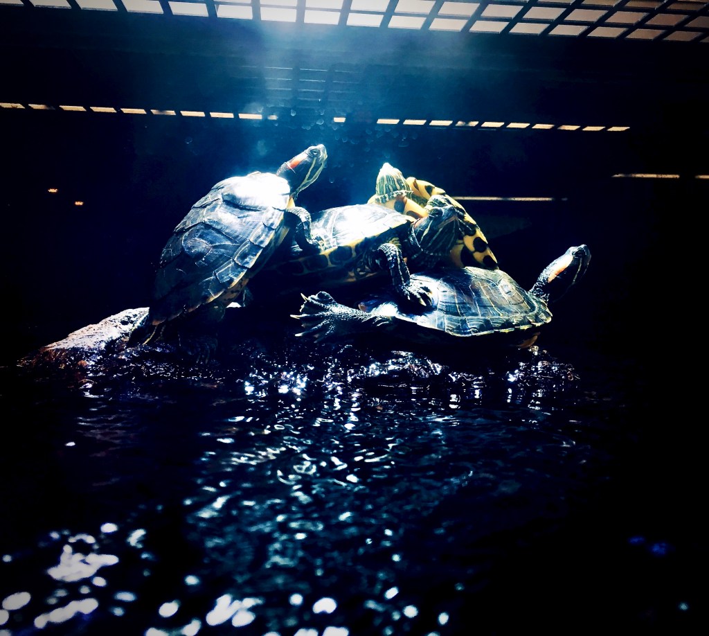 If I don’t save the wee turtles, who&nbsp;will!?