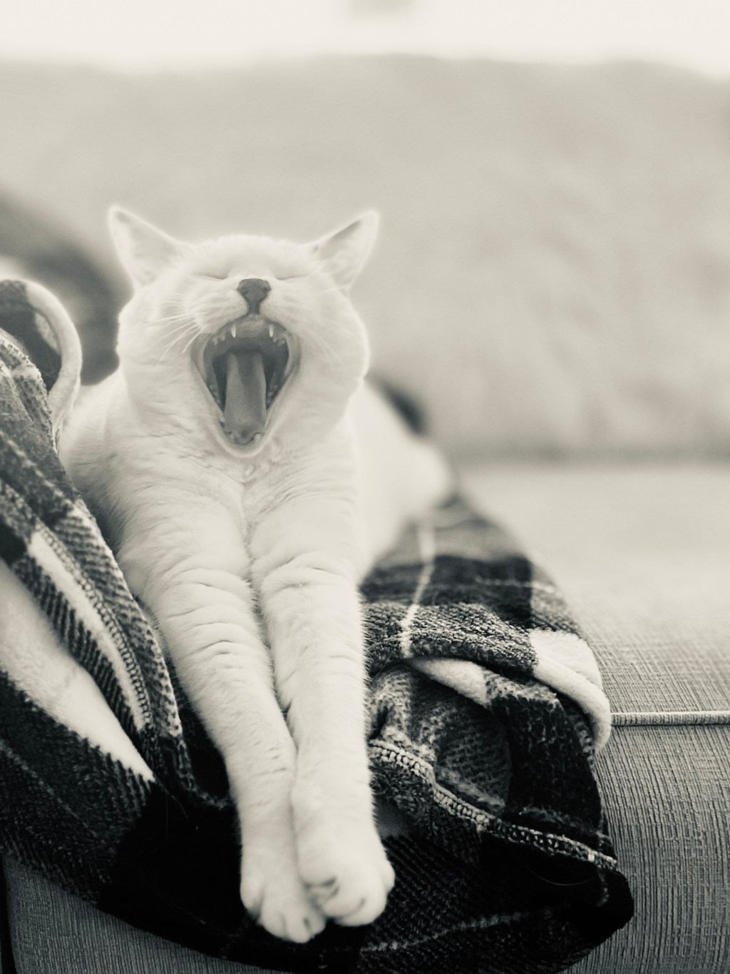 I’m awake…I guess.