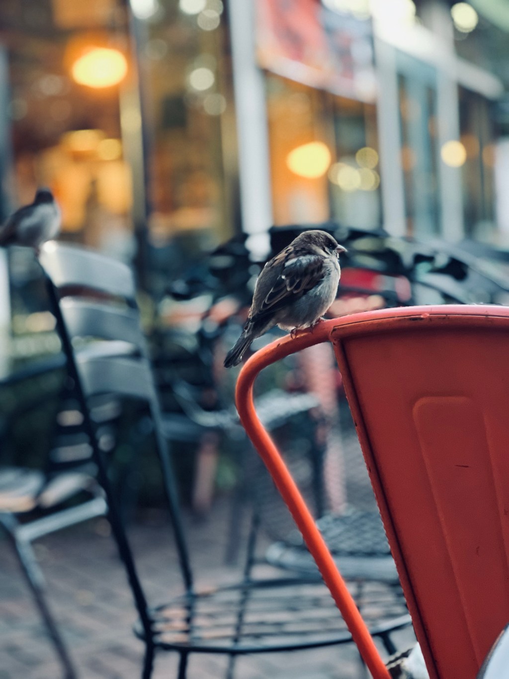 Waiting for breakfast